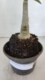 ENXERTO 12000 – 20cm (cor LM 629) - Imagem 4