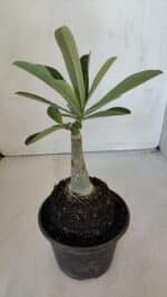 ENXERTO 12000 – 20cm (cor LM 629) - Imagem 3