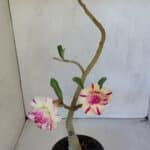 ENXERTO 12002 – 30cm (cor LM 123)