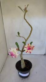 ENXERTO 12002 – 30cm (cor LM 123)