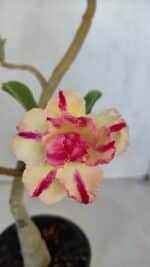 ENXERTO 12002 – 30cm (cor LM 123) - Imagem 3