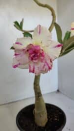 ENXERTO 12002 – 30cm (cor LM 123) - Imagem 4