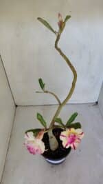 ENXERTO 12002 – 30cm (cor LM 123) - Imagem 5