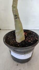 ENXERTO 12002 – 30cm (cor LM 123) - Imagem 7