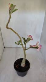 ENXERTO 12002 – 30cm (cor LM 123) - Imagem 6