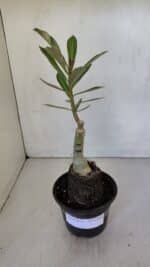 ENXERTO 12004 – 20cm (cor LM 979) - Imagem 2