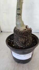 ENXERTO 12004 – 20cm (cor LM 979) - Imagem 4