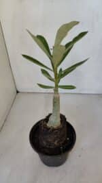 ENXERTO 12004 – 20cm (cor LM 979) - Imagem 3