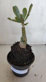 ENXERTO 12007 – 20cm (cor LM 1003) - Imagem 2