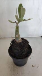 ENXERTO 12007 – 20cm (cor LM 1003) - Imagem 3