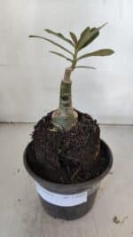 ENXERTO 12008 – 20cm (cor LM 987) - Imagem 2