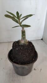 ENXERTO 12008 – 20cm (cor LM 987) - Imagem 3