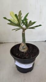 ENXERTO 12009 – 20cm (cor LM 997) - Imagem 2