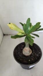 ENXERTO 12009 – 20cm (cor LM 997) - Imagem 4