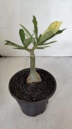 ENXERTO 12009 – 20cm (cor LM 997) - Imagem 3