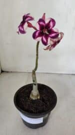 ENXERTO 12010 – 20cm (cor LM 989) iD: Estrela purpura - Imagem 2