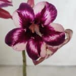 ENXERTO 12010 – 20cm (cor LM 989) iD: Estrela purpura