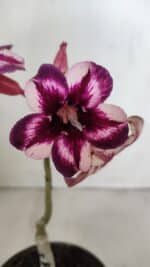 ENXERTO 12010 – 20cm (cor LM 989) iD: Estrela purpura