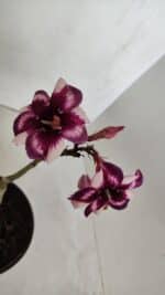 ENXERTO 12010 – 20cm (cor LM 989) iD: Estrela purpura - Imagem 6