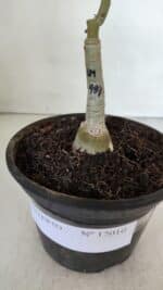 ENXERTO 12010 – 20cm (cor LM 989) iD: Estrela purpura - Imagem 5