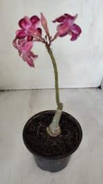 ENXERTO 12010 – 20cm (cor LM 989) iD: Estrela purpura - Imagem 4