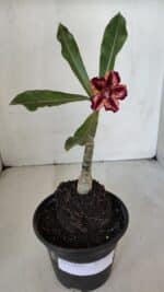 ENXERTO 12012 – 20cm (cor LM 1005) - Imagem 2