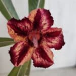 ENXERTO 12012 – 20cm (cor LM 1005)