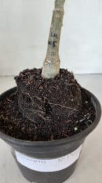 ENXERTO 12012 – 20cm (cor LM 1005) - Imagem 9