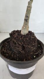 ENXERTO 12012 – 20cm (cor LM 1005) - Imagem 8