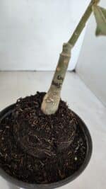 ENXERTO 12012 – 20cm (cor LM 1005) - Imagem 7