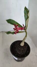 ENXERTO 12012 – 20cm (cor LM 1005) - Imagem 5