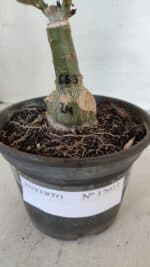 ENXERTO 12013 – 20cm (cor LM 663) - Imagem 5