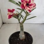 ENXERTO 12014 – 20cm (cor LM 618)