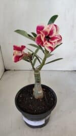 ENXERTO 12014 – 20cm (cor LM 618)