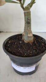 ENXERTO 12014 – 20cm (cor LM 618) - Imagem 6