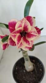 ENXERTO 12014 – 20cm (cor LM 618) - Imagem 3