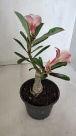 ENXERTO 12014 – 20cm (cor LM 618) - Imagem 5