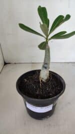 ENXERTO 12015 – 20cm (cor LM 1006) - Imagem 2