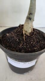 ENXERTO 12015 – 20cm (cor LM 1006) - Imagem 4