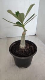 ENXERTO 12015 – 20cm (cor LM 1006) - Imagem 3