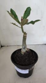 ENXERTO 12016 – 20cm (cor LM 491) - Imagem 2