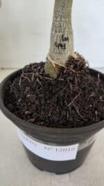 ENXERTO 12016 – 20cm (cor LM 491) - Imagem 4