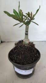 ENXERTO 12019 – 20cm (cor LM 885) - Imagem 2