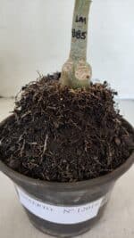 ENXERTO 12019 – 20cm (cor LM 885) - Imagem 4