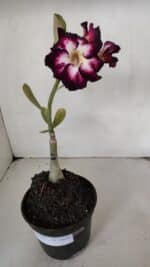 ENXERTO 12023 – 20cm (cor LM 1003) - Imagem 2