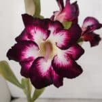 ENXERTO 12023 – 20cm (cor LM 1003)