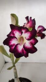 ENXERTO 12023 – 20cm (cor LM 1003)