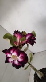 ENXERTO 12023 – 20cm (cor LM 1003) - Imagem 4