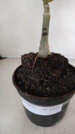 ENXERTO 12023 – 20cm (cor LM 1003) - Imagem 5