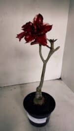 ENXERTO 12024 – 30cm (cor LM 710) - Imagem 2